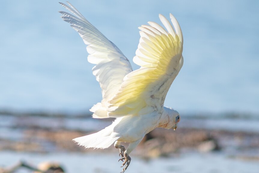 White corella with yellow underwing feathers.