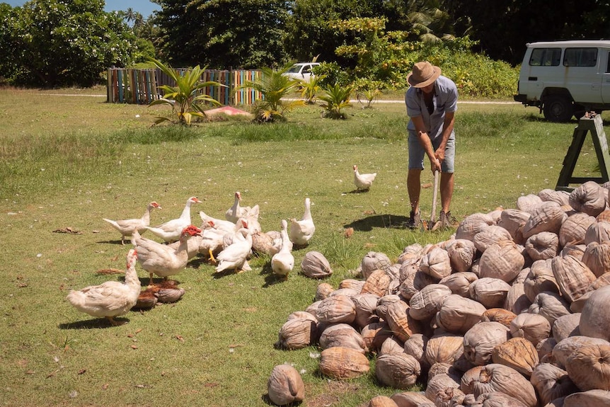 Ducks eating coconut at Cocos Farm
