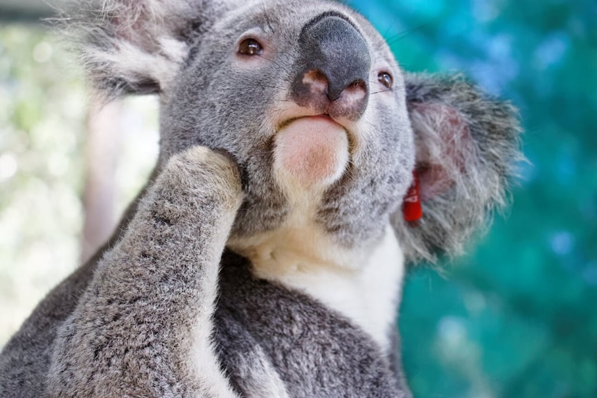 Koala with missing foot