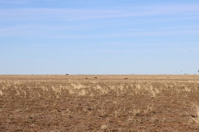A paddock dotted with the distant bodies of dead horses.