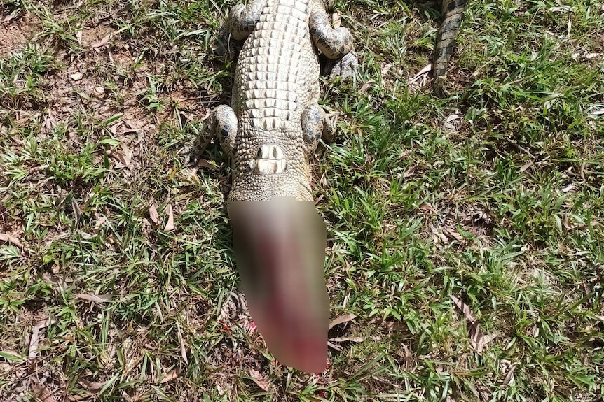 dead crocodile with a gunshot wound on grass