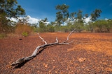 Cox Peninsula land handback