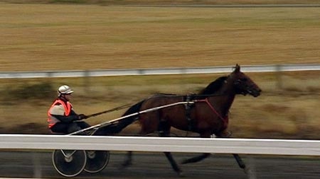 Harness racing in Hobart - the Inter Dominion