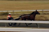 Harness racing in Hobart - the Inter Dominion