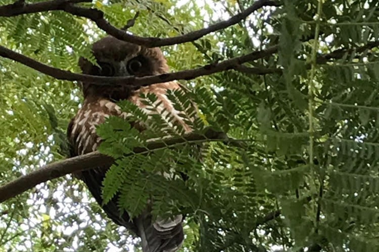 An owl peeks through branches in a tree