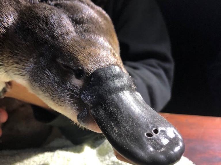 Platypus