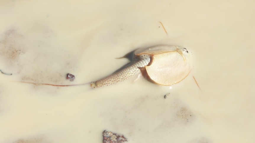 a strange looking shrimp in muddy water