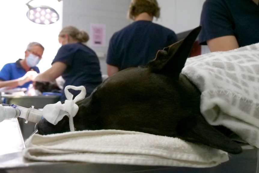 A black dog lies on a table with a ventilator on its snout
