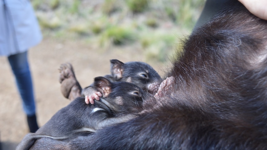 Close up of two three-month-old Tasmanian Devils suckling on their mother