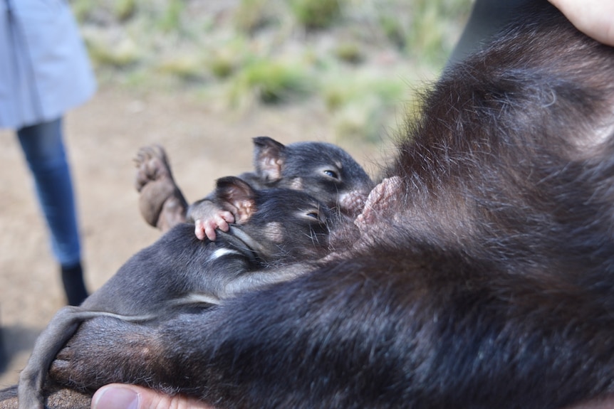 Close up of two three-month-old Tasmanian Devils suckling on their mother