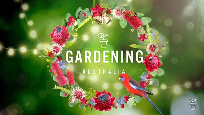 Gardening Australia graphic with Christmas wreath and a king parrot sitting on the edge