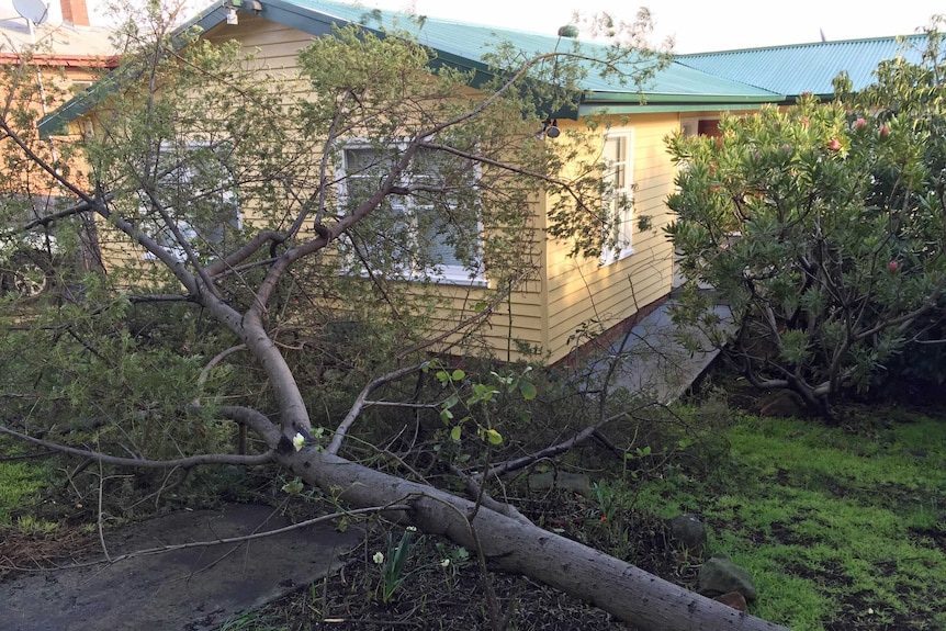 Tree down in yard at Rose Bay