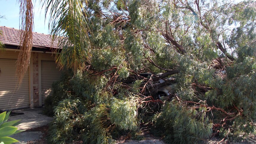 A fallen tree encases a car parked outside a home in Maddington.