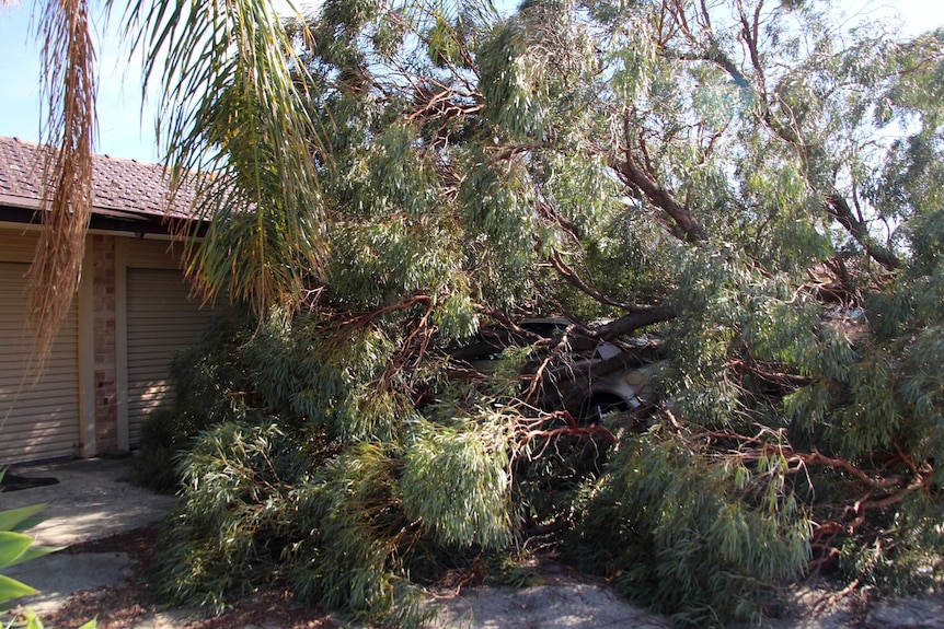 A fallen tree encases a car parked outside a home in Maddington.