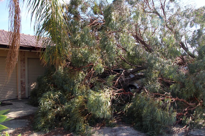 A fallen tree encases a car parked outside a home in Maddington.