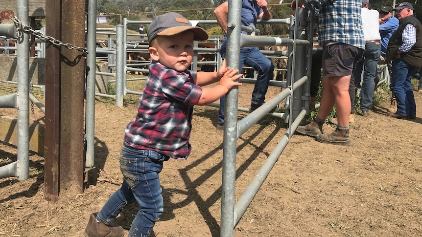 17 month old boy at saleyards.