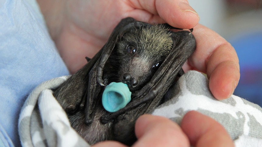 Small baby bat with beady little eyes wrapped up in a blanket.