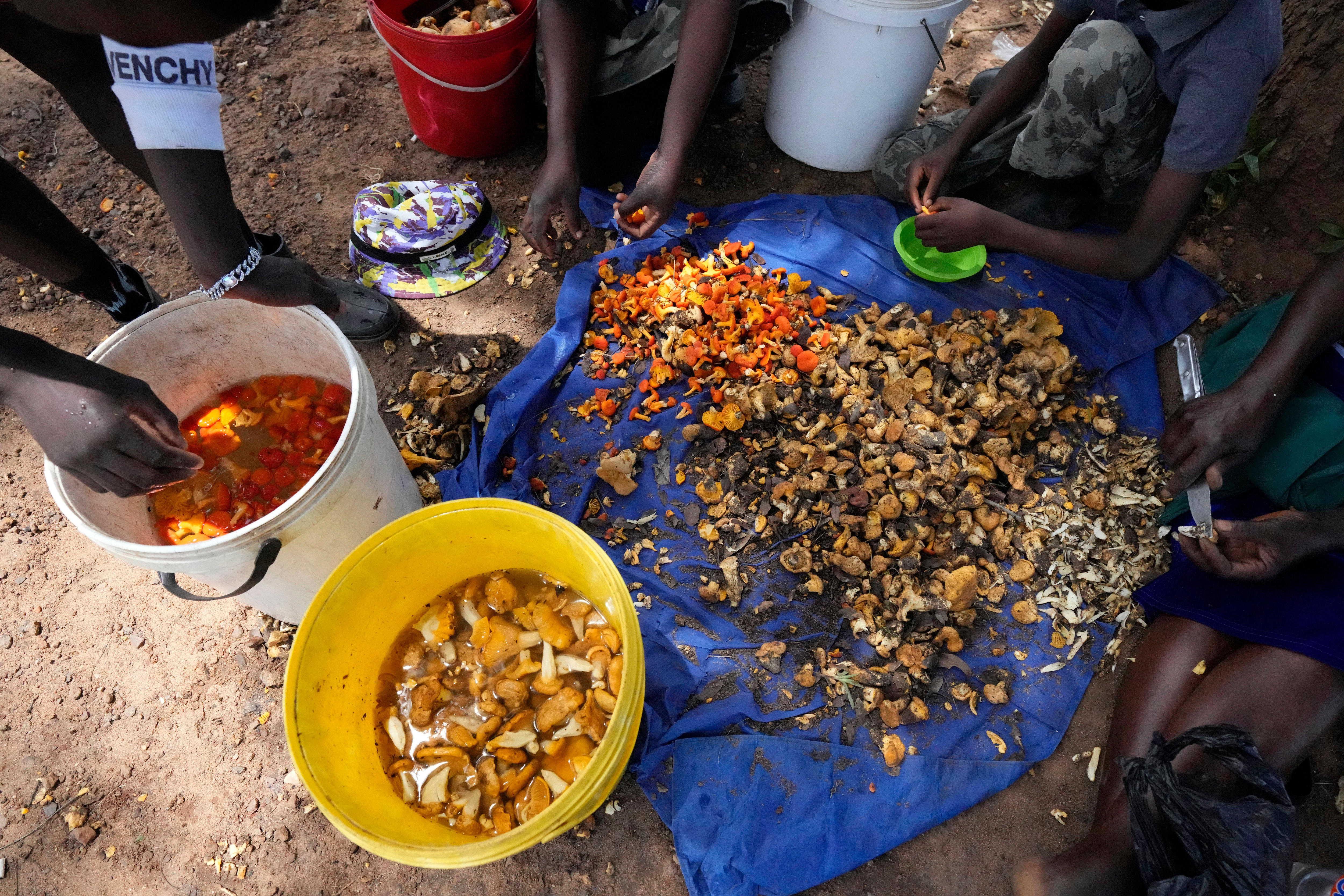 In Zimbabwe's rainy season, women forage for wild mushrooms ABC News