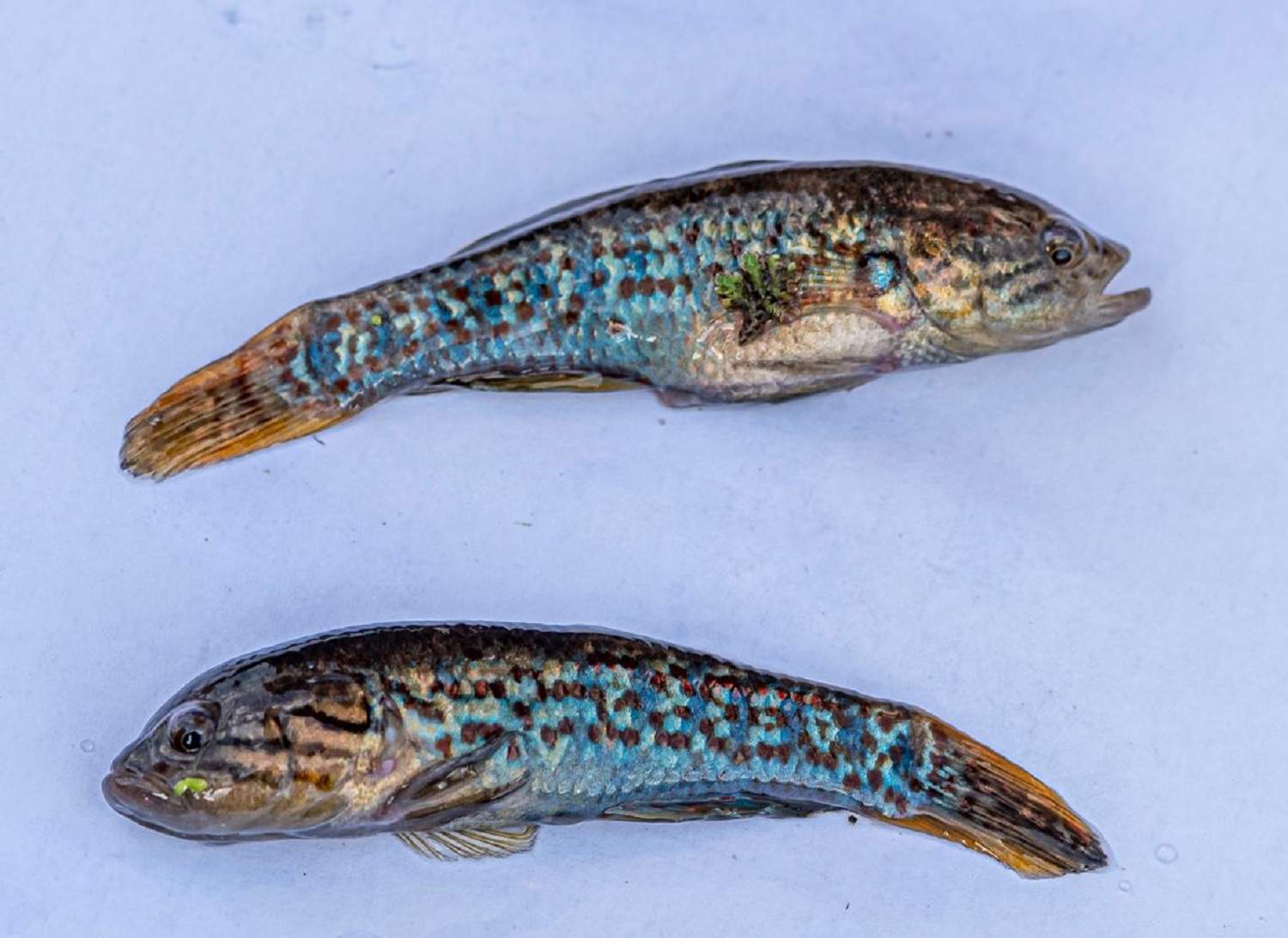 Close up of a small but beautiful, blue and yellow toned fish