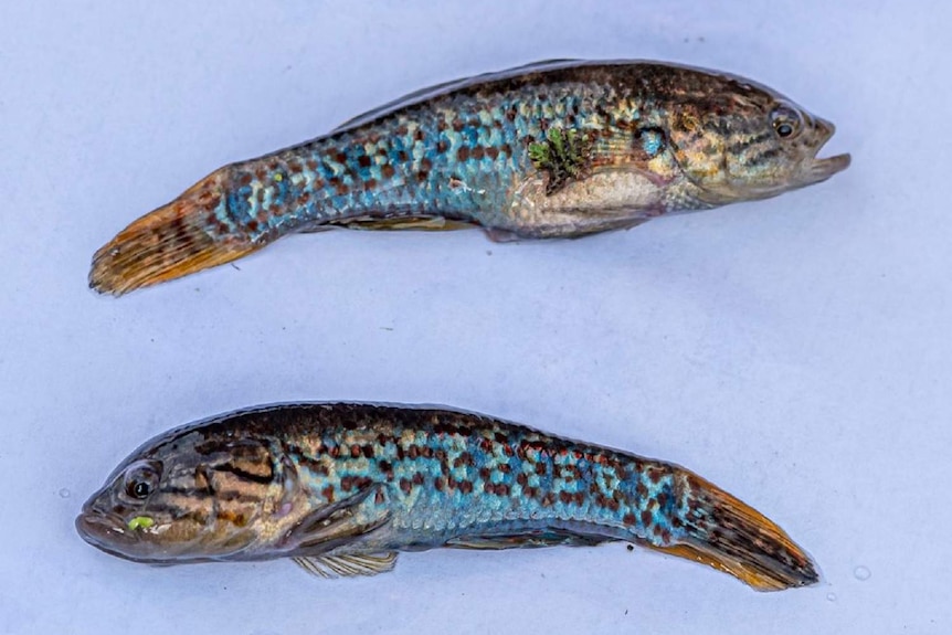 Close up of a small but beautiful, blue and yellow toned fish