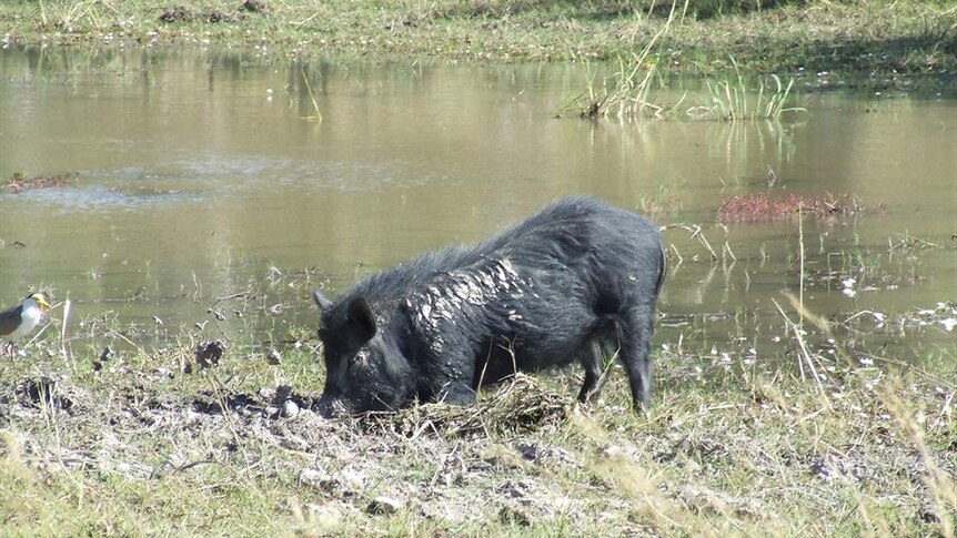 Feral pig numbers are increasing