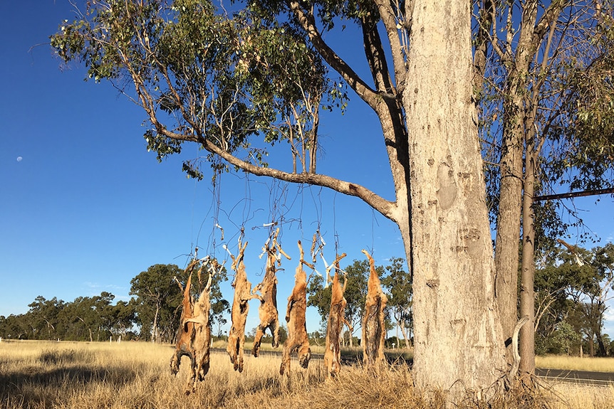 Wild dogs hang from hooks alongside a highway