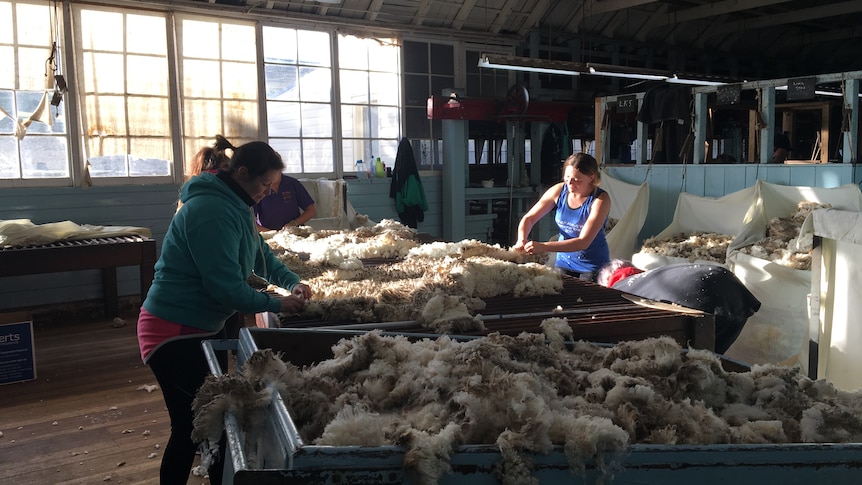 Four people stand around a table sorting and classing wool, inside a large shed with sunlight streaming through the window.