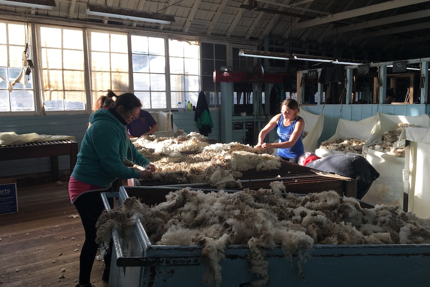 Four people stand around a table sorting and classing wool, inside a large shed with sunlight streaming through the window.