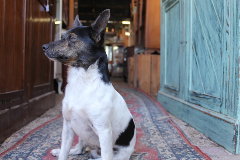 A small white and brown Jack Russell sitting on the floor near a blue wooden cabinet.