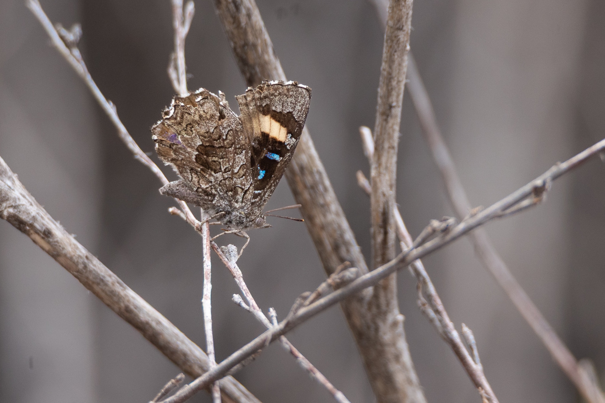 A brown butterfly with bright blue highlights.
