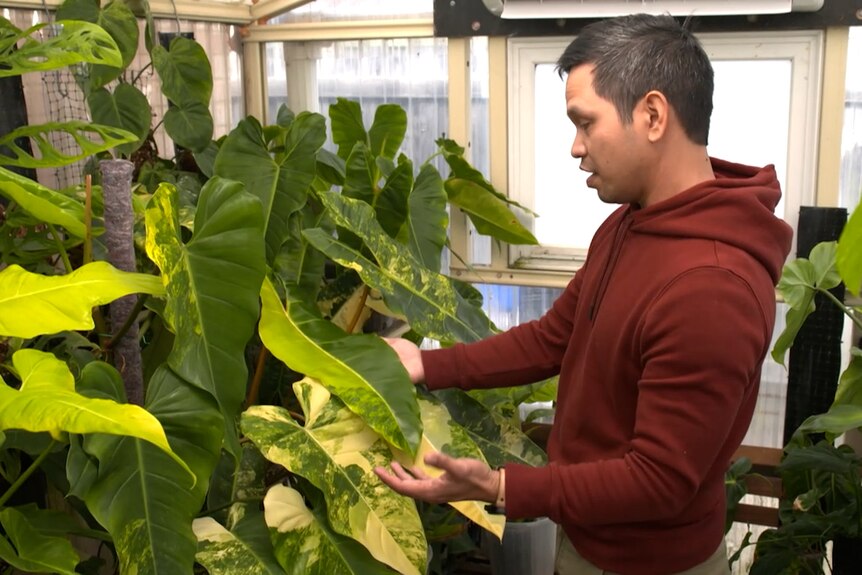 Dexter Burgos examines his Philodendron billietiae plants and feels the leaves.