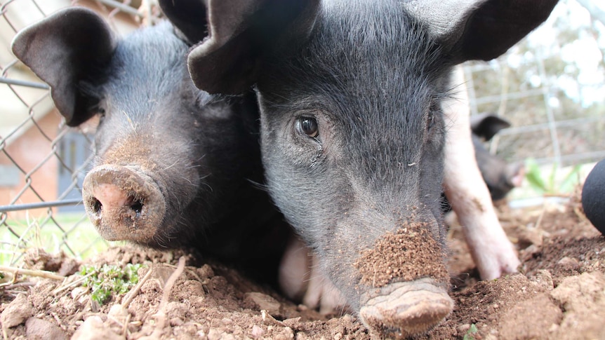 Close up of two pigs eating