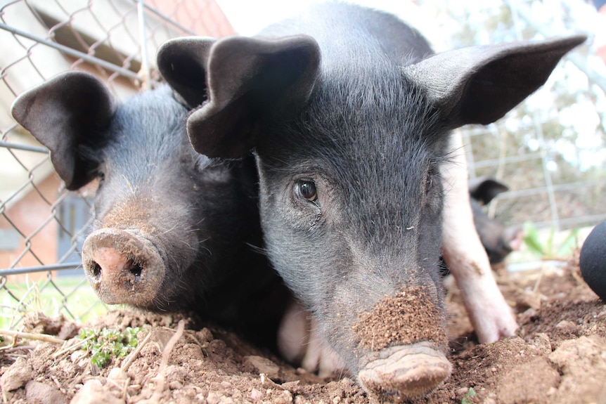 Close up of two pigs eating