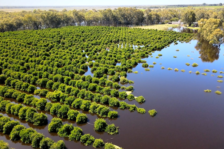Rows of citrus trees are surrounded by water