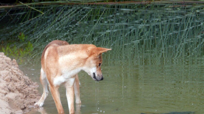 A dingo at the side of a river looks at the shape of a fish in the water