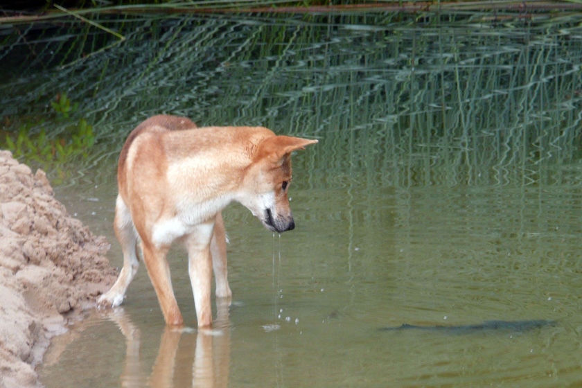 A dingo at the side of a river looks at the shape of a fish in the water