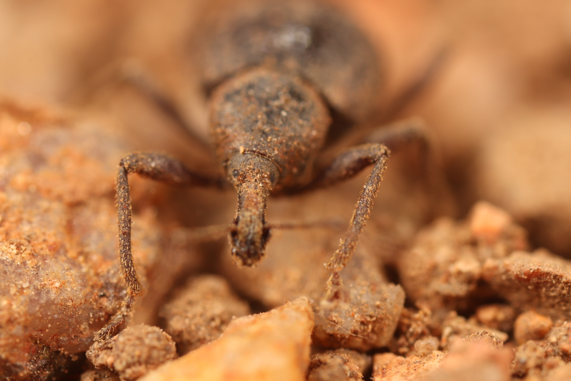 A weevil close up.