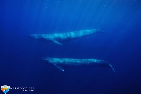 An underwater shot of two blue whales.