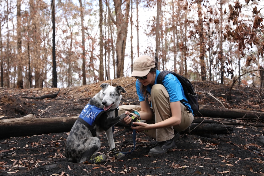 woman inspecting the paws of her detectiond dog in bushfire affected area