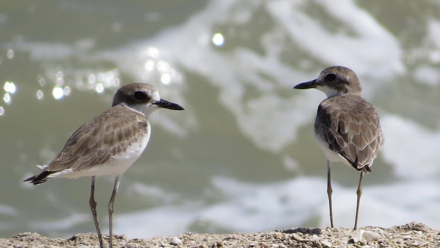 Two grey and white birds standing on a beach with waves behind them.