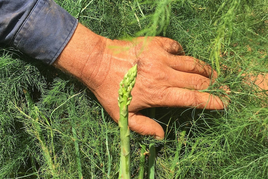 A hand reaches into a bush growing around asparagus spears.