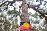 A towering tree with branches that fan out. The bark down the trunk is very wavy. An Indigenous flag is wrapped around the base