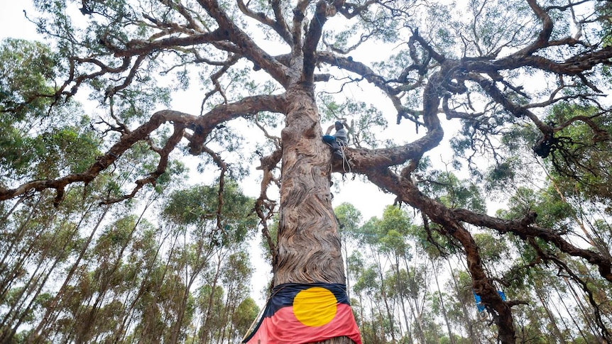 A towering tree with branches that fan out. The bark down the trunk is very wavy. An Indigenous flag is wrapped around the base