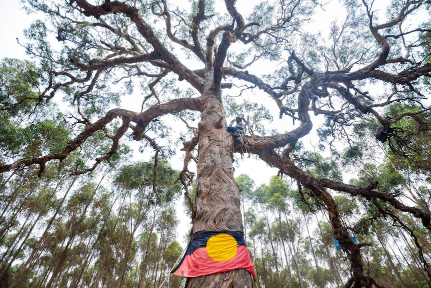 A towering tree with branches that fan out. The bark down the trunk is very wavy. An Indigenous flag is wrapped around the base