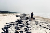 Ash washed up on Nambucca Beach as a man and his dog walks along in smoky conditions