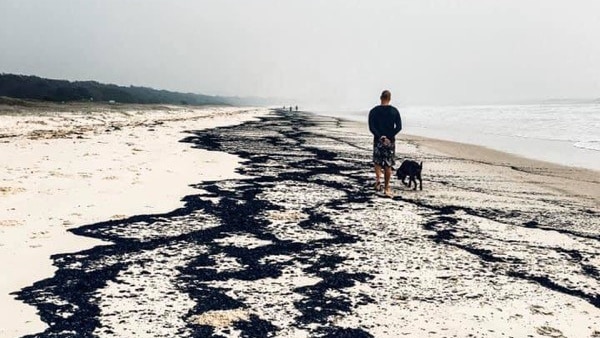 Ash washed up on Nambucca Beach as a man and his dog walks along in smoky conditions