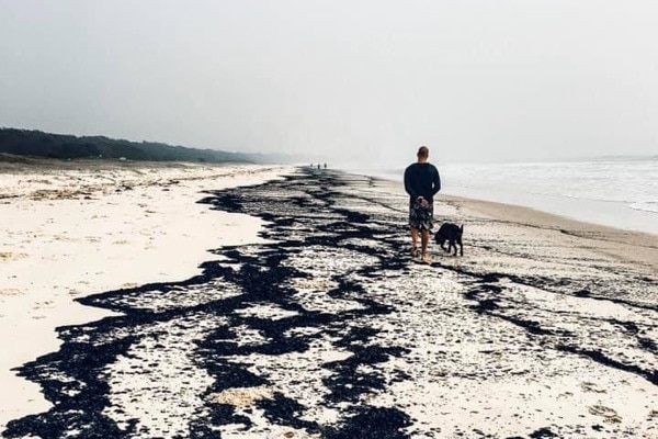 Ash washed up on Nambucca Beach as a man and his dog walks along in smoky conditions