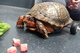 Pedro the turtle moves on a table after veterinarians attach Lego wheels to his shell.