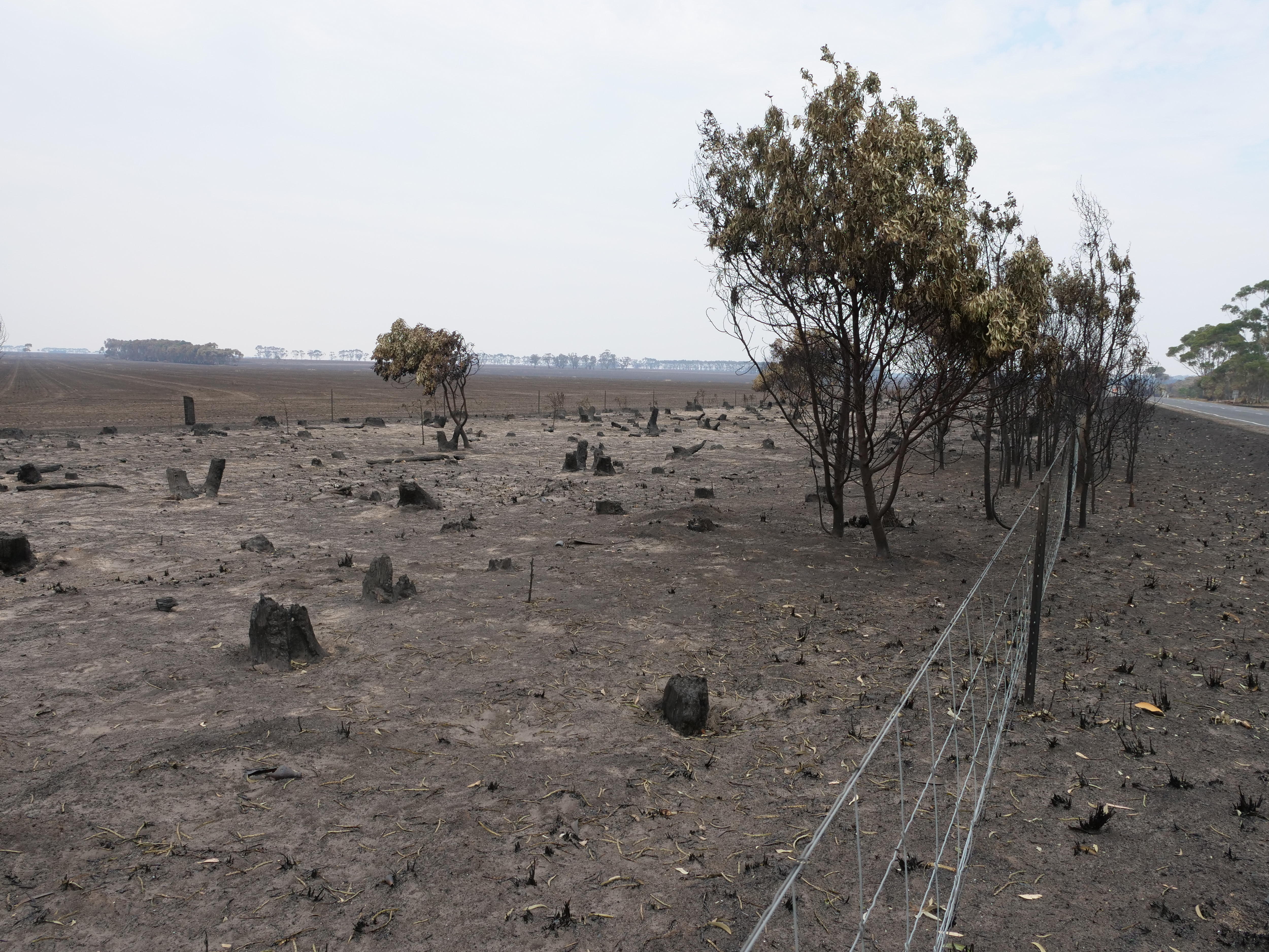 Los árboles a lo largo del camino se quemaron hasta quedar reducidos a tocones. 