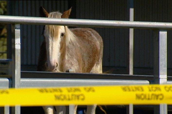 The virus caused the death of an equine vet last month.